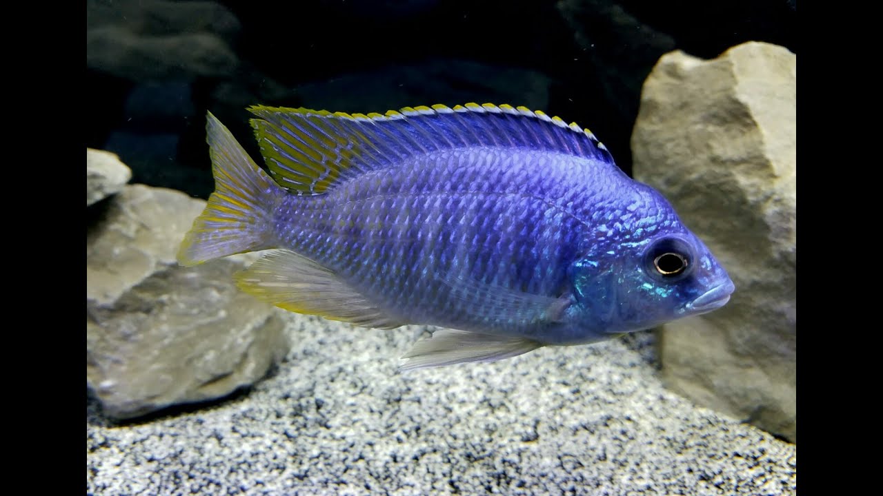 125 Gallon African Cichlid Tank