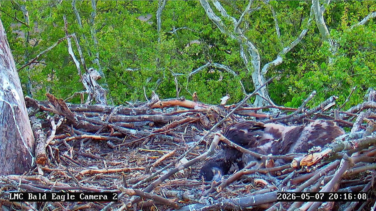Little Miami Conservancy Bald Eagle Nest Live Camera #1