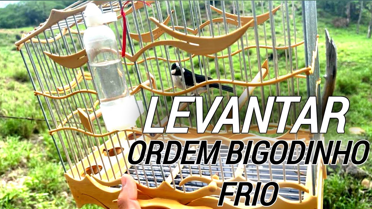 Manejo “bigodinho” primeira puxadinha pra Foguear bigodinho frio