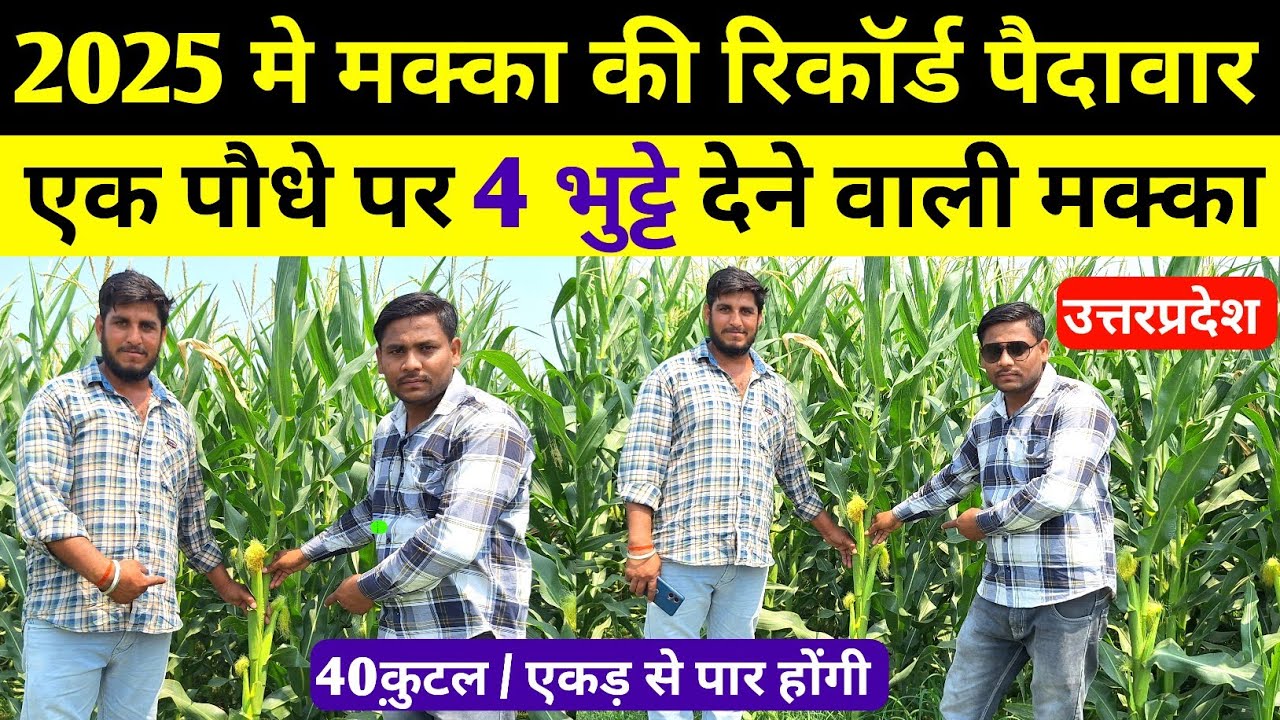 9108 मक्का की पैदावार देखो 2025 मे 🌽 9108 मक्का कैसी है | मक्का की खेती कैसे करे | makka ki kheti