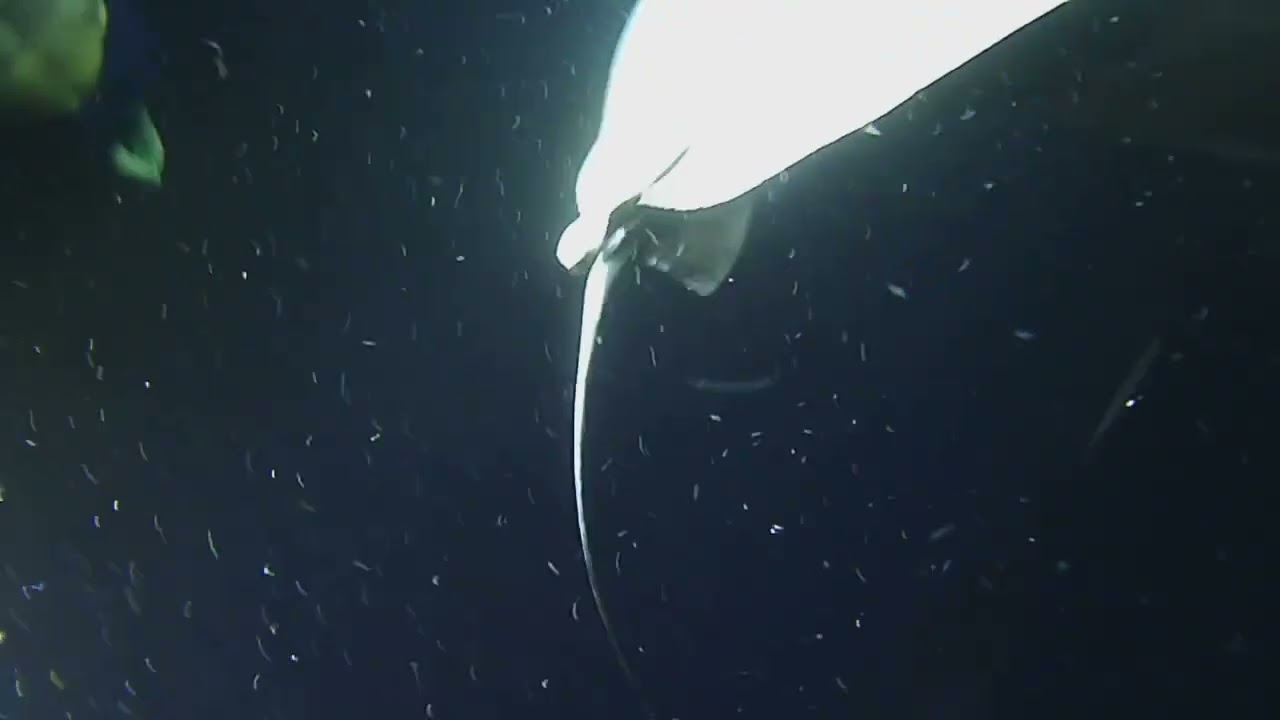 Manta ray diving in Hawaii’s Big Island 2023