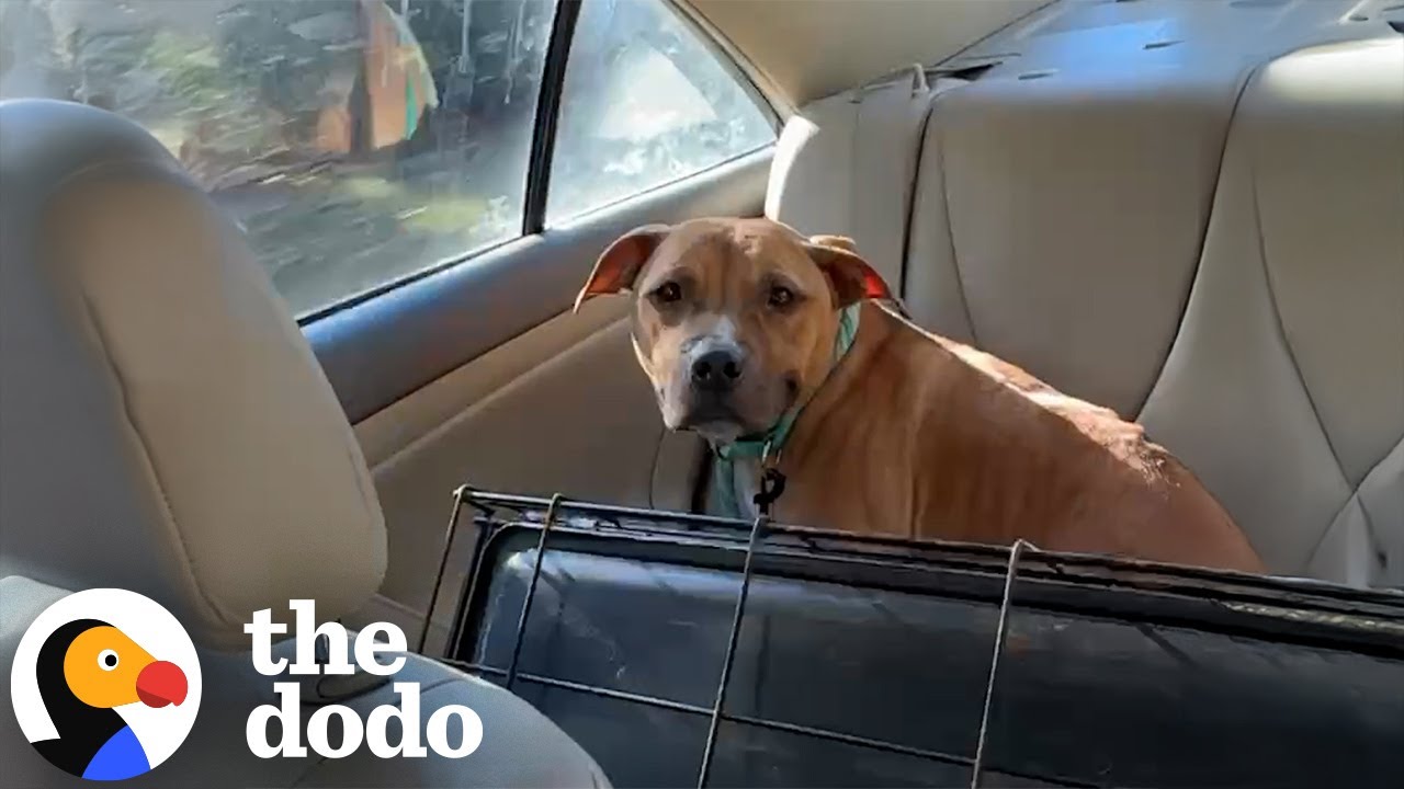 Scarred Bait Dog Can’t Stop Smiling Once He’s Finally Safe | The Dodo