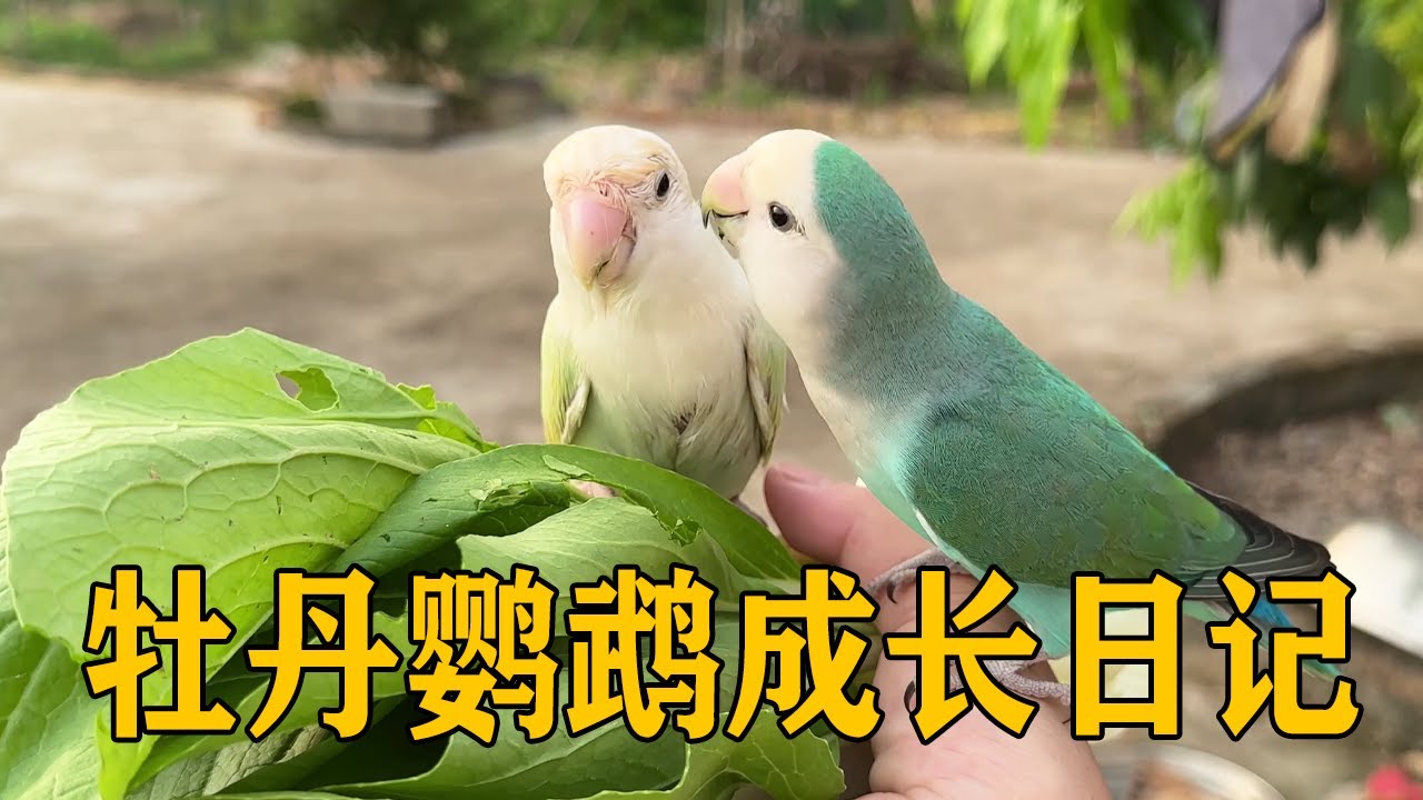 【牡丹鹦鹉成长日记】老四历尽千辛终于孵蛋成功，精心喂养，不输给人类！【叁伍萌宠】