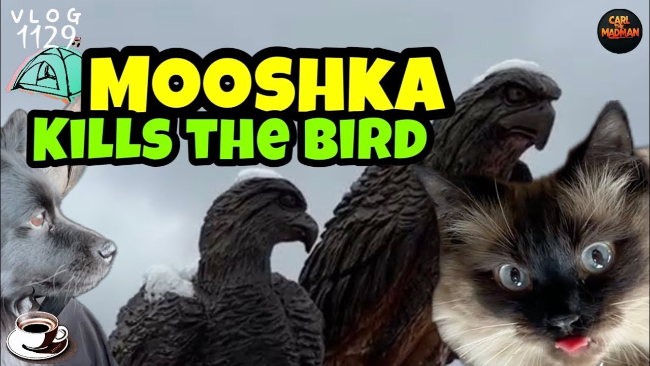 CTM 1129: Mooshka Kills the Bird – Byla Snow Zoomies & Tent Goodbye
