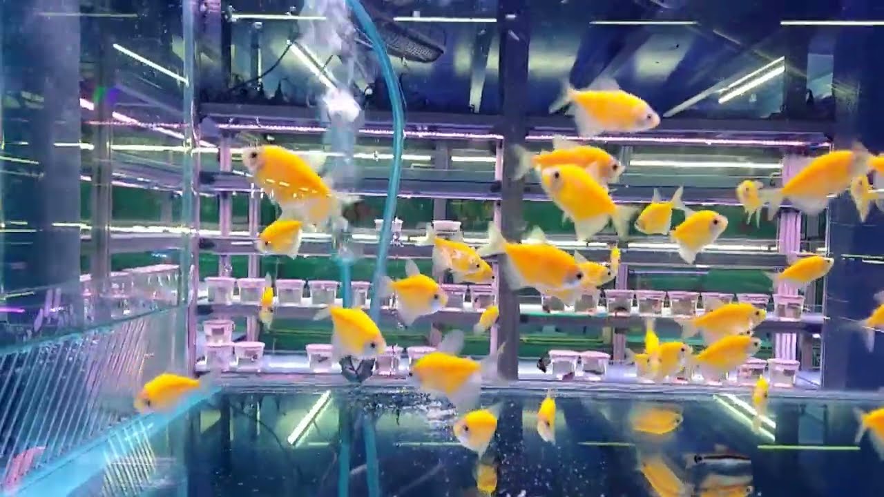 Assorted fish tank fish farm