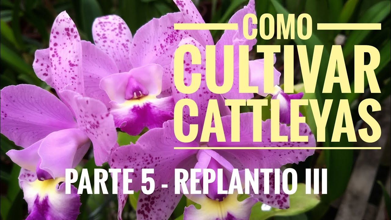 Cultivo de Cattleyas pt.5 - Replantio III