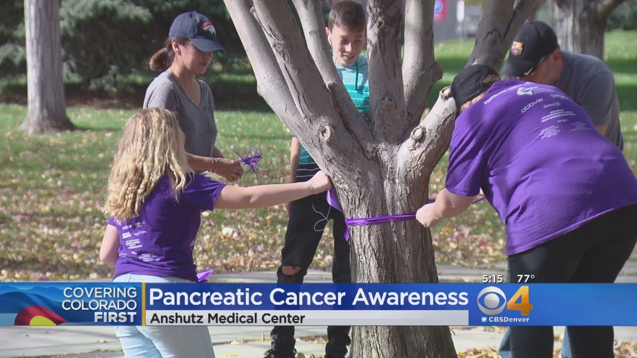 Groups Tie Purple Ribbons On Trees For Pancreatic Cancer Awareness