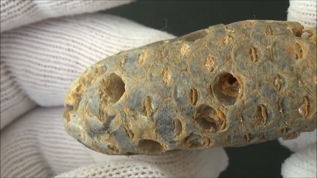 Passion for Petrified Wood. Cool info about specimens.