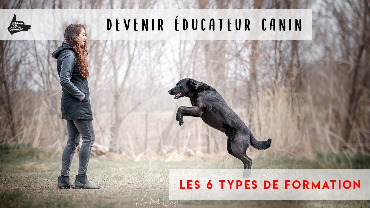 Devenir éducateur canin : Quel type de formation choisir ?