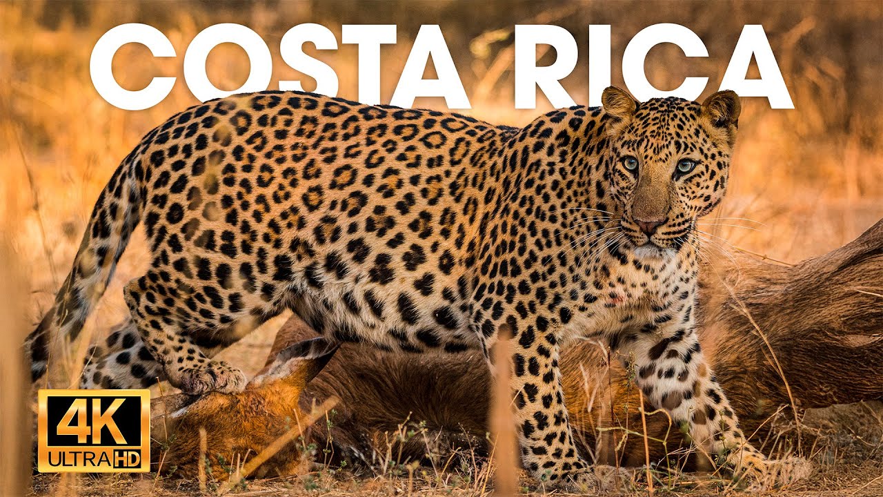 COSTA RICA SALVAJE | Criaturas fascinantes en el bosque misterioso #animalessalvajes