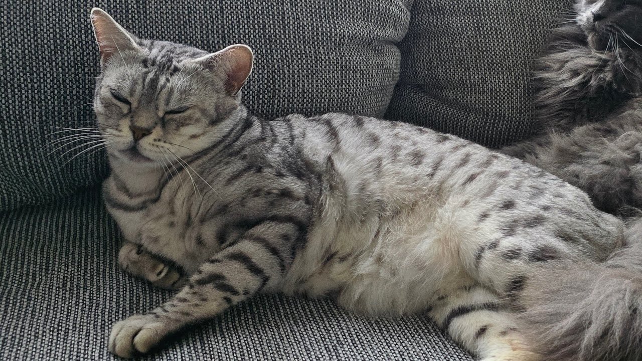 Cosmo musste zum Tierarzt