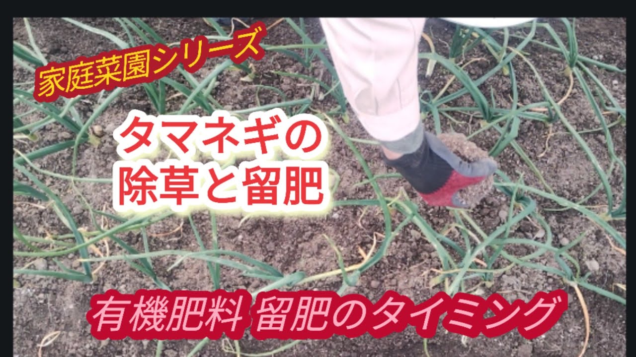 【タマネギの追肥】有機肥料は少し早い目に【家庭菜園シリーズ】