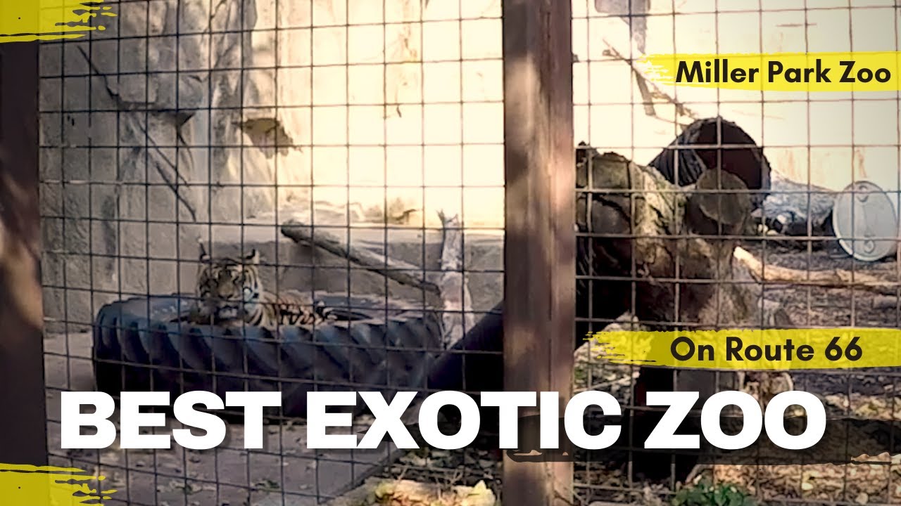 Best Exotic Zoo on Historic Route 66 -Miller Park Zoo