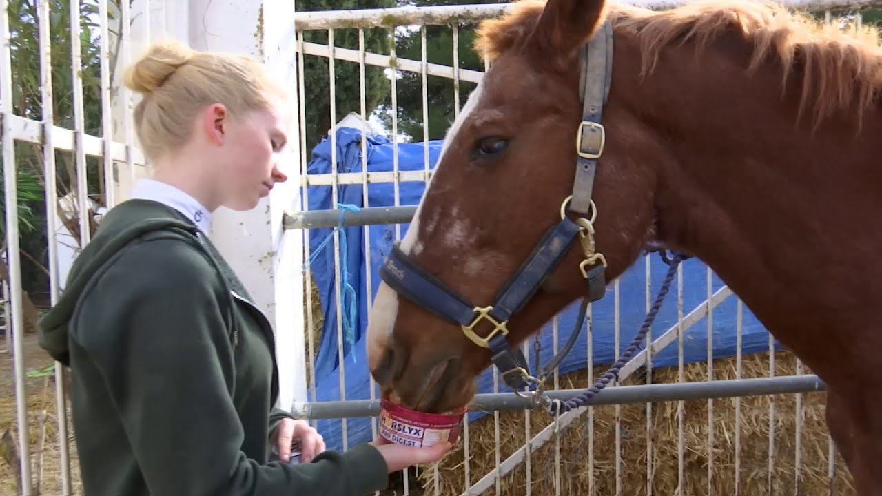 A Betther Life 4 Horses
