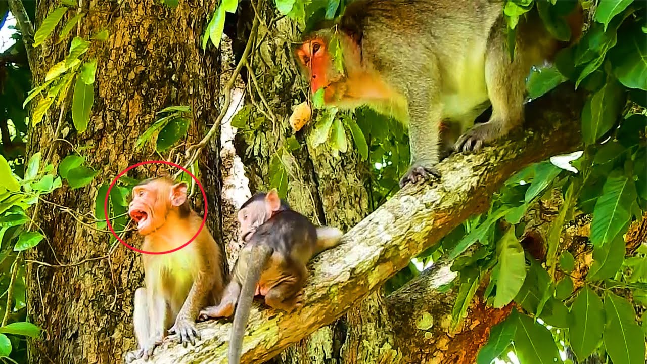 Horrible Hurt & Cry.. Peck Monkey Shout Cry Seizures To Call Mom Piper Cos Peck Has A Danger On Face