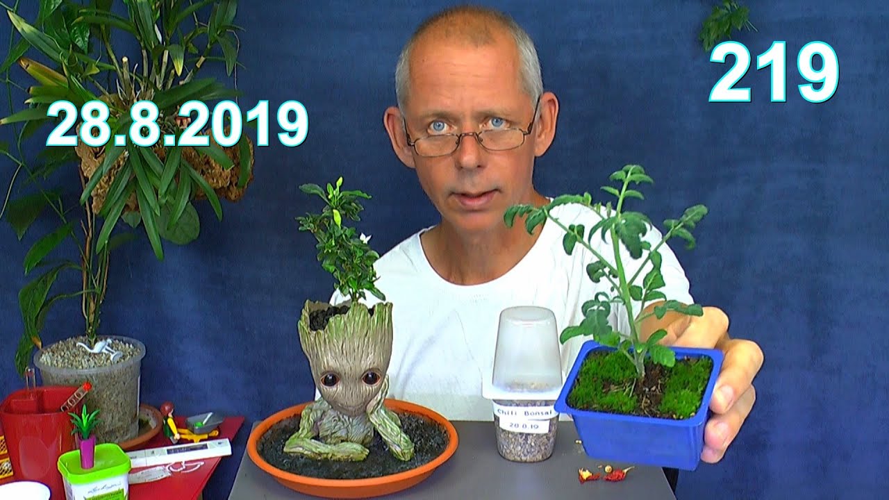 Groot Bonsai Chili Tomaten im Haus klein halten und wie geht das mit Detlef Römisch