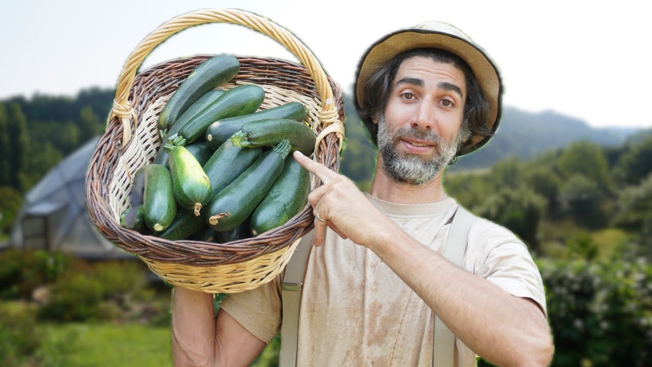 SIMPLE et EFFICACE : La COURGETTE 🌱