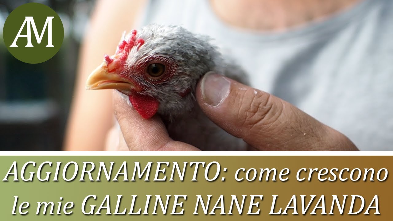 Aggiornamento: ecco come crescono le mie galline nane lavanda - Avicoltura e Pollaio