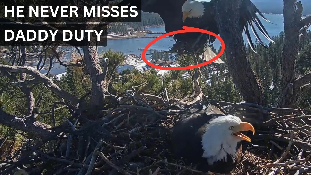 Shadow Brings Fluff & Takes Over — Daddy Duty at Its Finest 🦅🥚