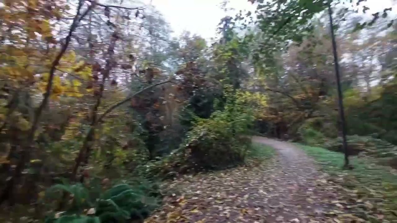 1 Hour Vancouver Forest Ambience 🌲 Renfrew Ravine Park