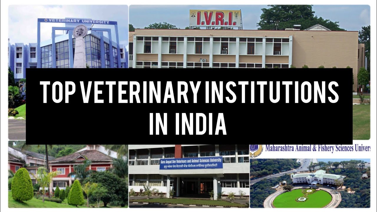 Top Veterinary Colleges in India #veterinarycollege #veterinary #vetlifenihal   Vetlife-Nihal