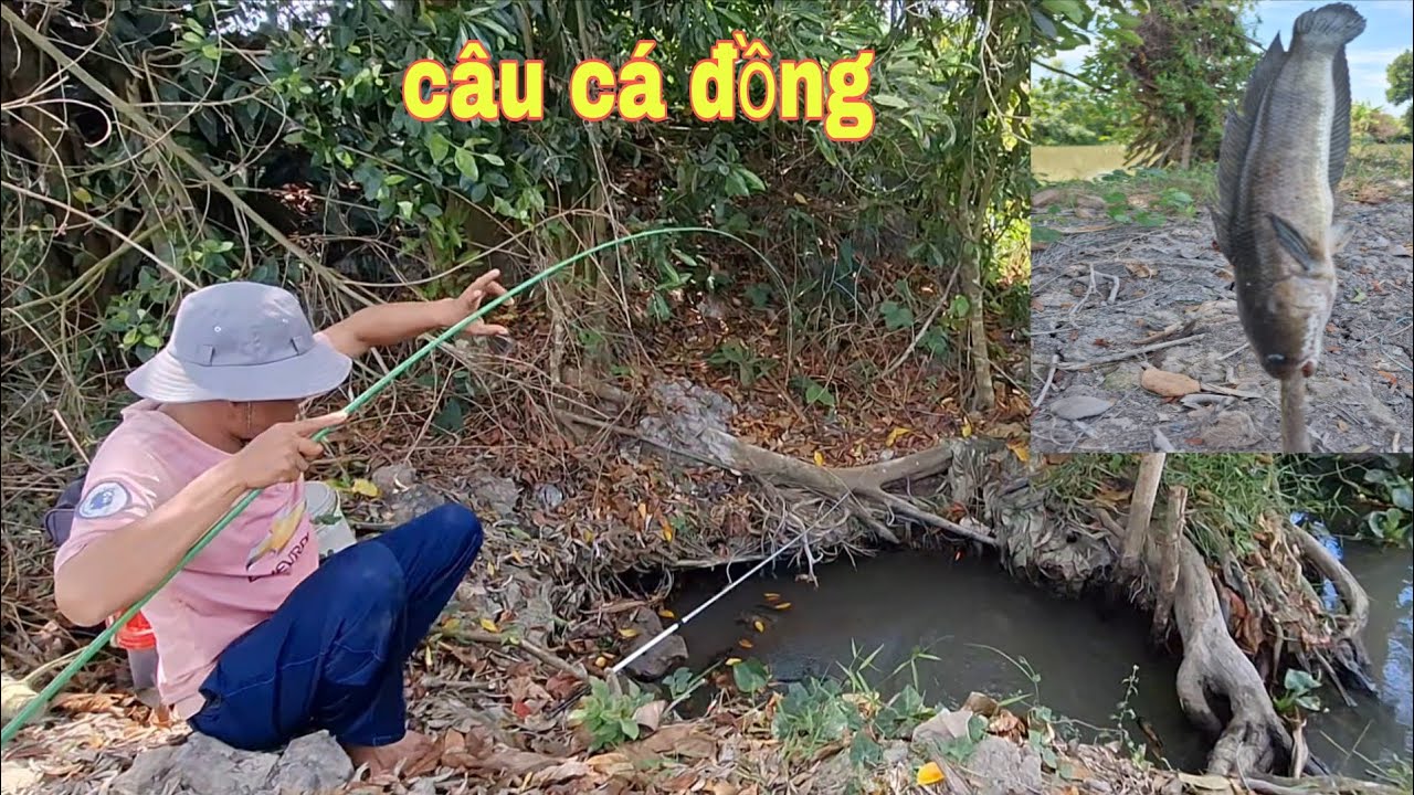 271 cận tết đi câu cá đồng và thưởng thức cá lóc nướng trui 