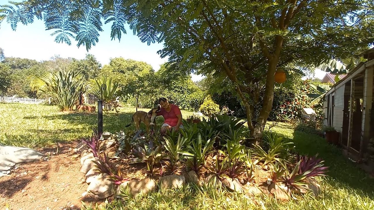 FIZ UM CANTEIRO DE BROMÉLIAS NO JARDIM