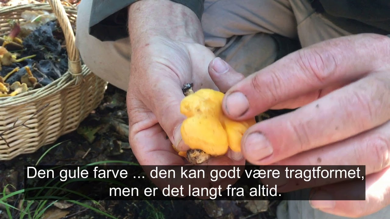 Jan Kjærgaards svampekursus - kantareller