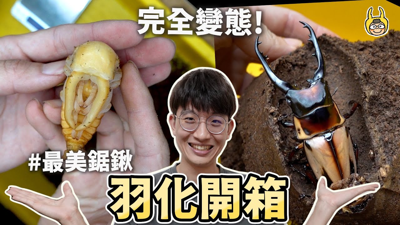 蟲室大搬遷完工，絕美鋸鍬和巨顎叉角羽化開挖！全新場地亮相【飼育屋】
