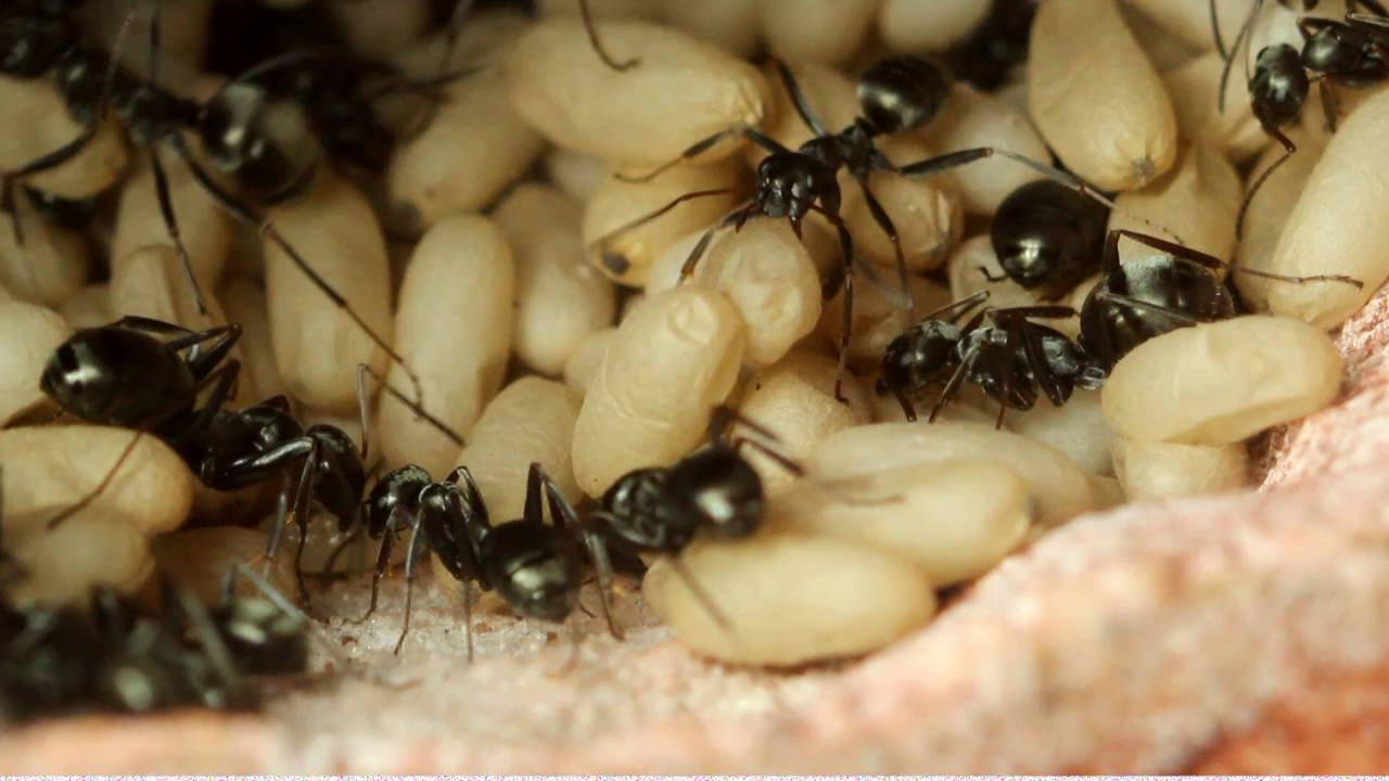 May 19th, 2016 Formica subsericea in Nucleus 360 (large ant colony)