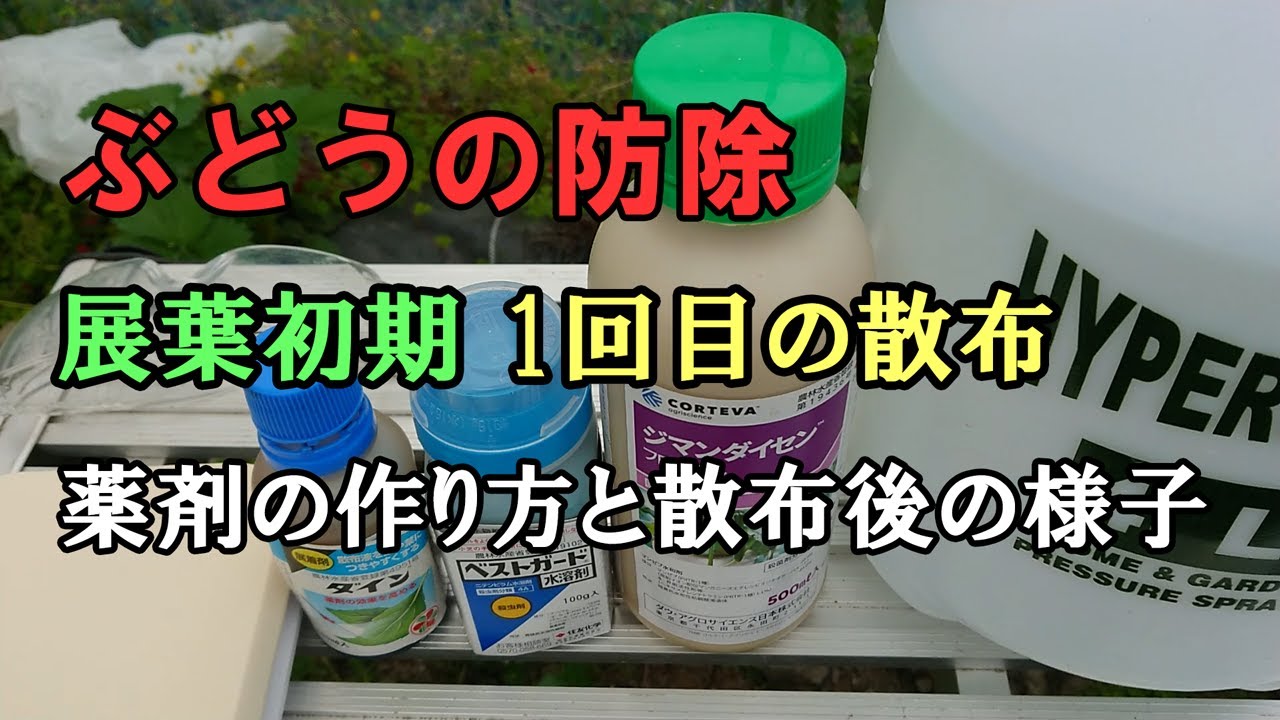 ぶどうの防除　展葉後1回目の散布と1日後の様子