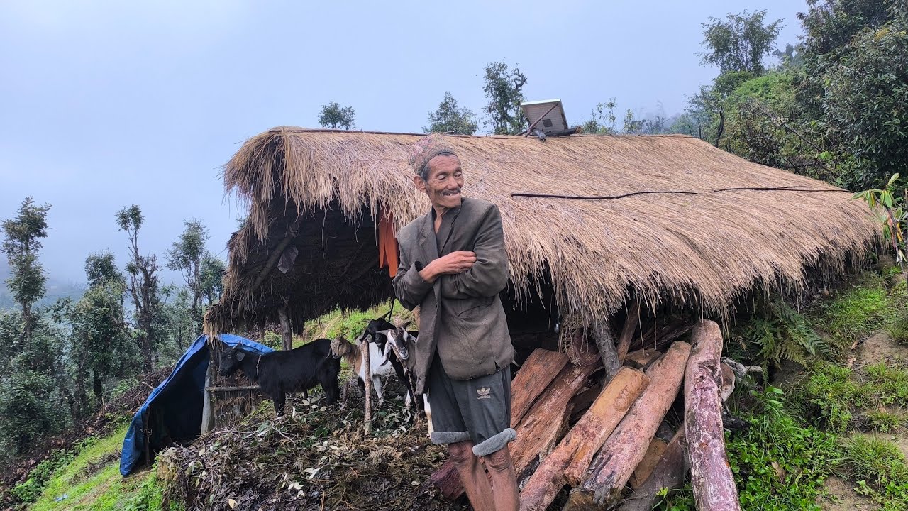 beautiful village life's || organic corn farming life struggle Nepali village life