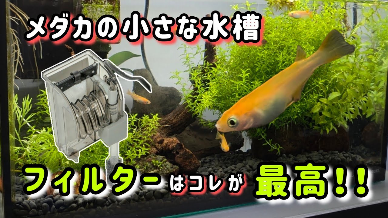 【メダカ】小さな水槽にピッタリなフィルターは⁉️
