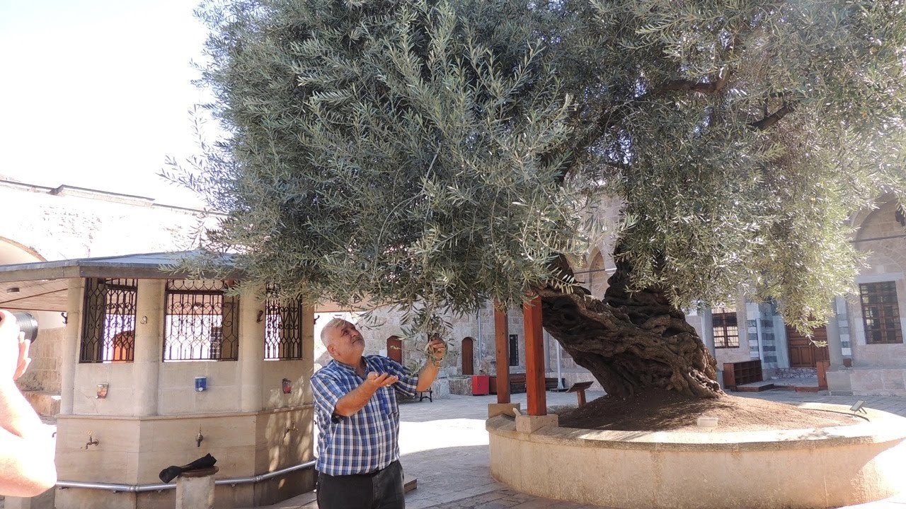 Payas’ta asırlık anıt ağaç 1355 yıldır zeytin veriyor
