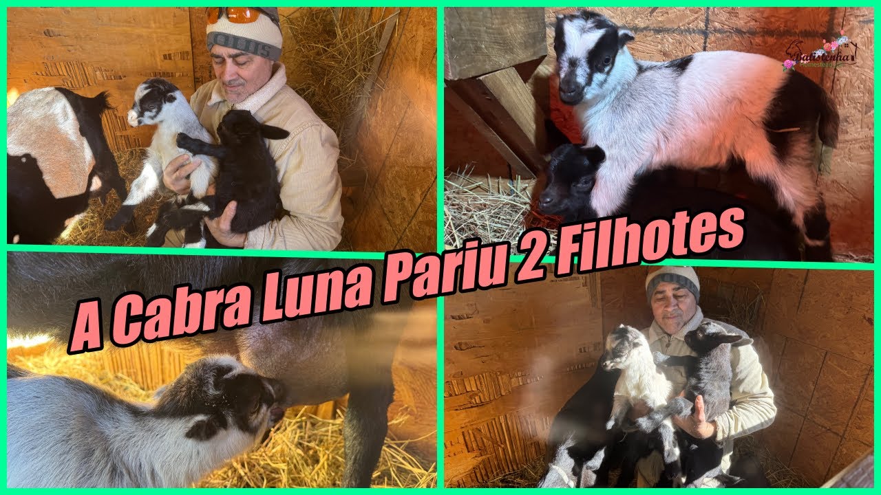 A Cabra Luna Pariu 2 Filhotes / Luna the Goat Gave Birth to 2 Kids