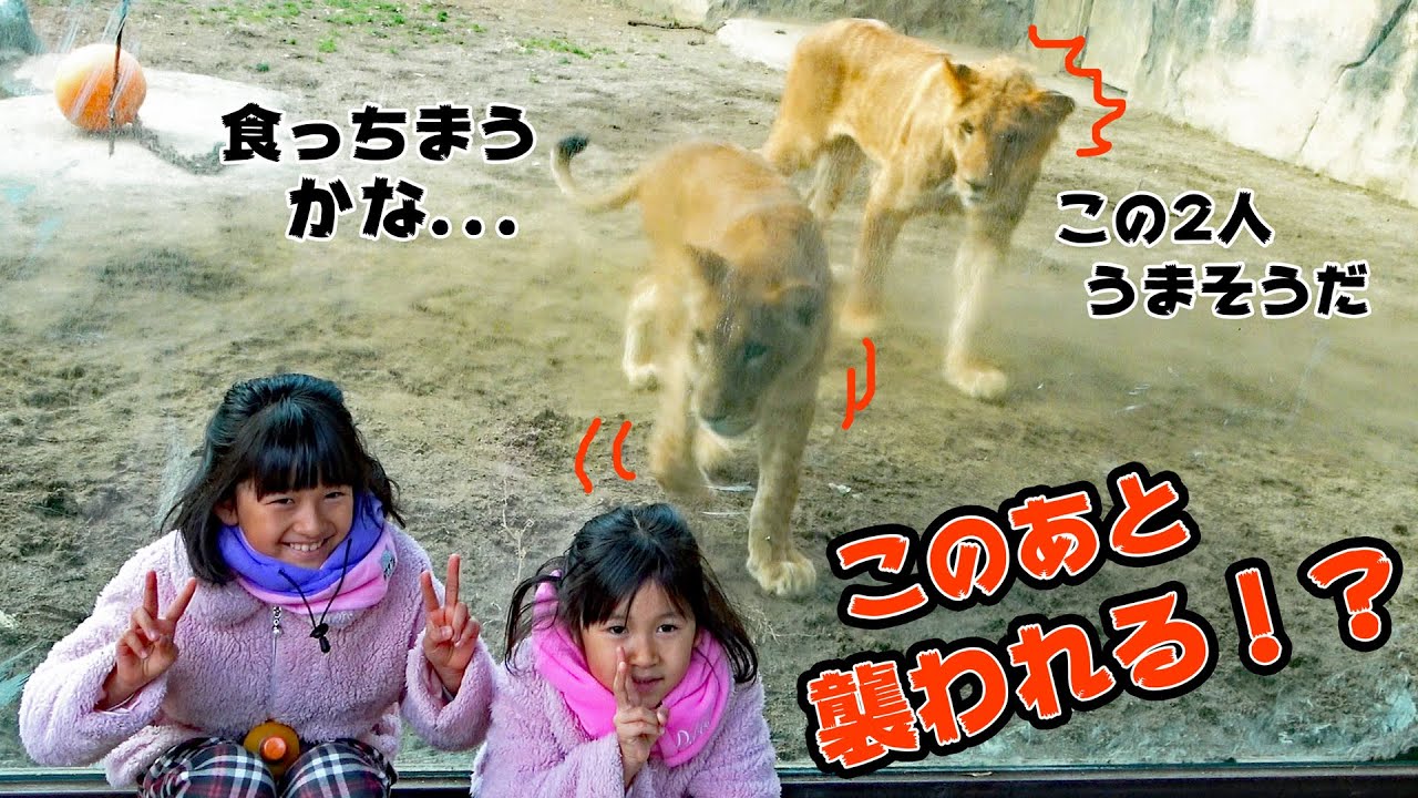猛獣ライオンに襲われる～＞＜動物園で危機一髪！？himawari-CH