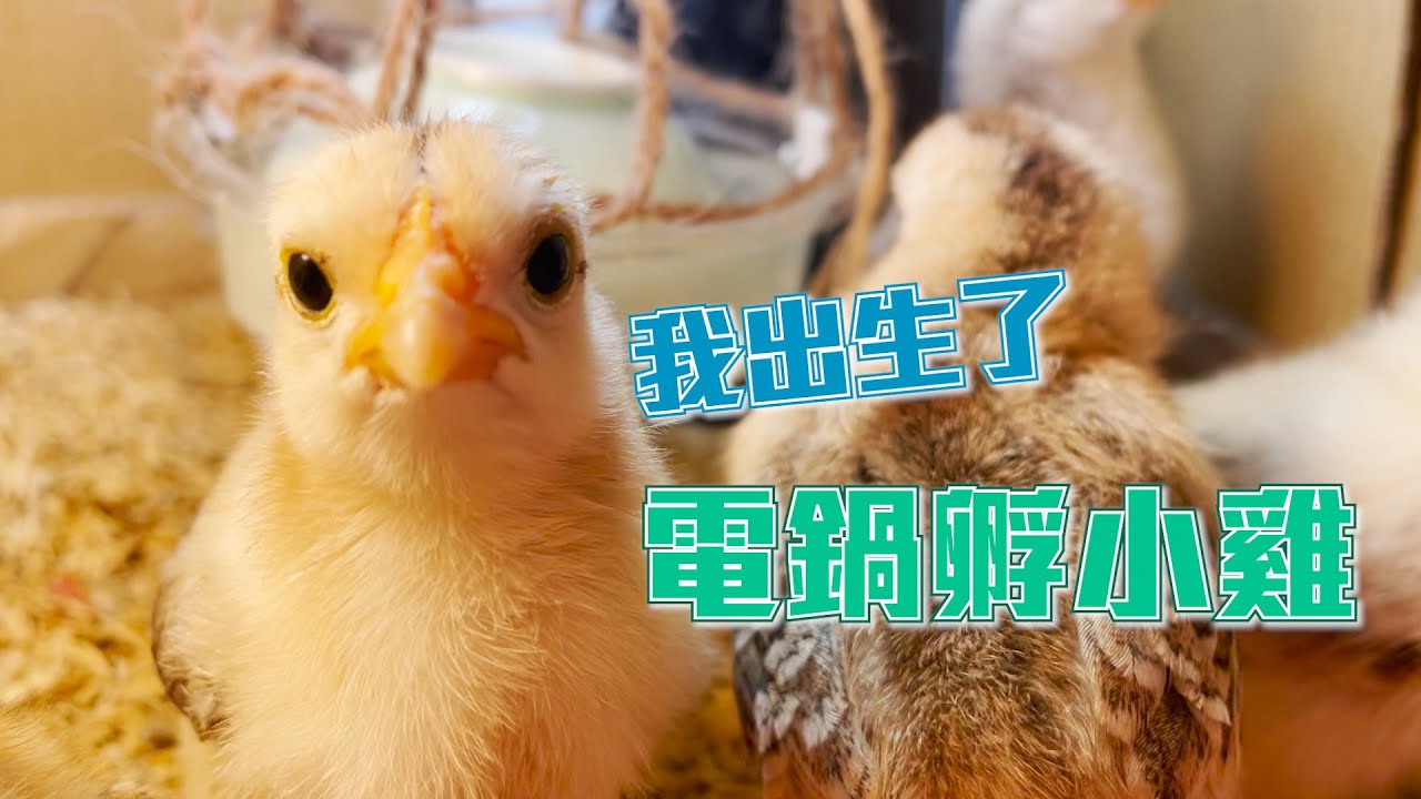 電鍋孵雞蛋，在冬天用電鍋孵出一窩寵物雞