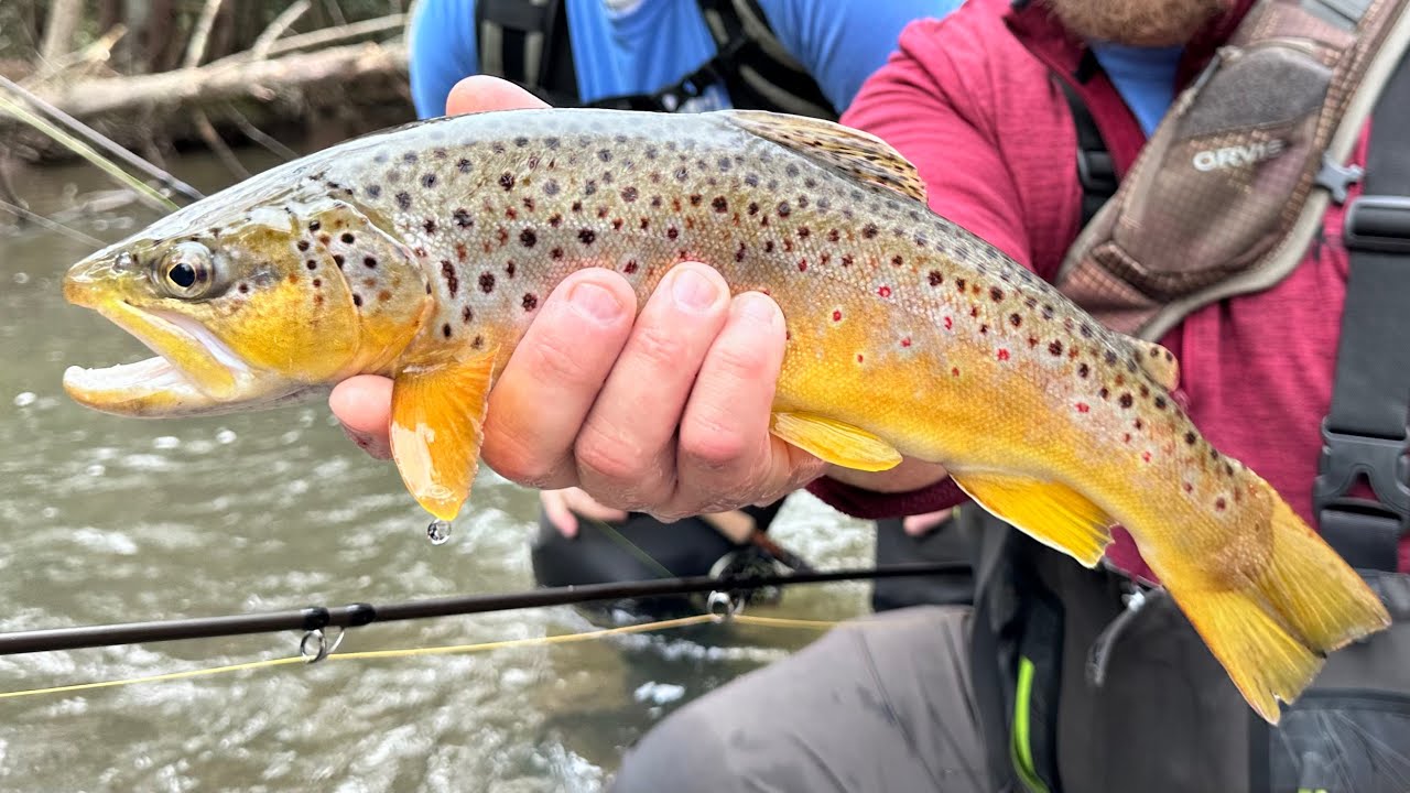 Golden, Buttery, Orange Dotted, Wild  Brownie Video / Fly Fishing March 2024