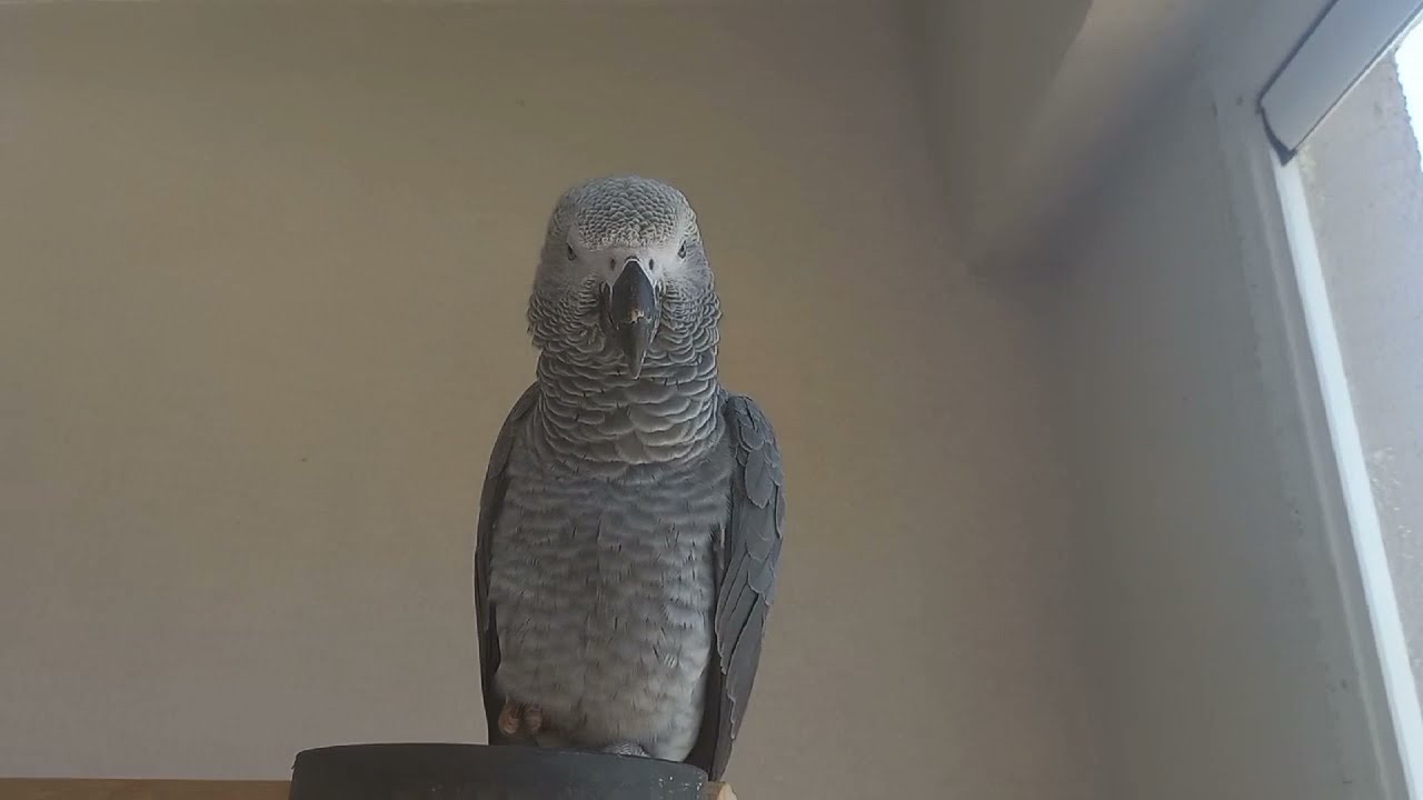 Yavru Jako Papağan için kafes seçimi ve gereken malzemeler