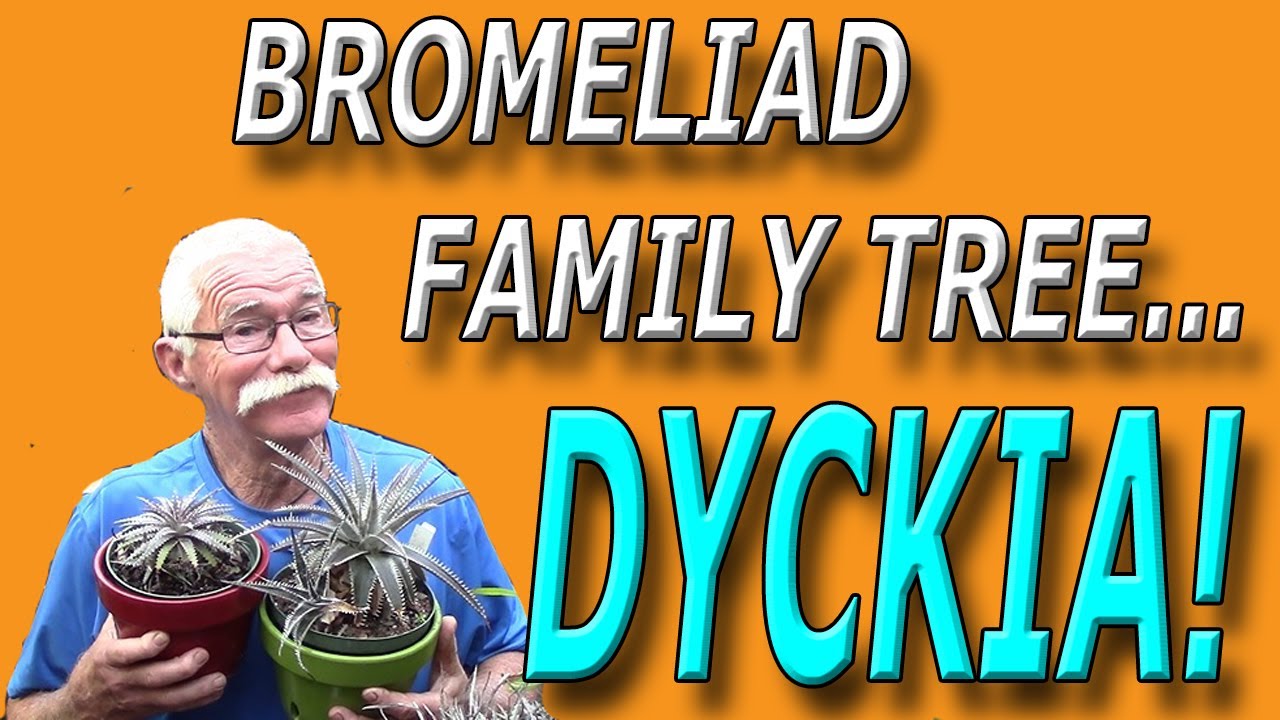 Семейное древо бромелиевых: Dyckia!
