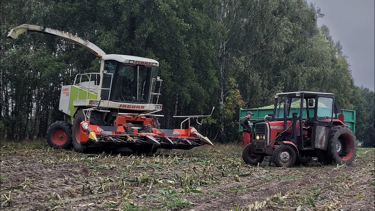 KUKURYDZA NA KISZONKĘ 2025!!! ☆ MF & Case & Fendt & Claas Jaguar ☆