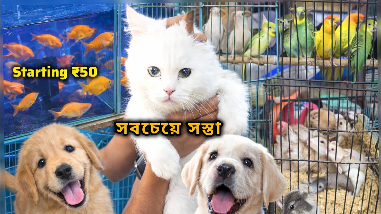 মুম্বাইয়ের সবচেয়ে সস্তা পেট মার্কেট! Starting ₹50 🔥Mumbai Pet Market 2026।