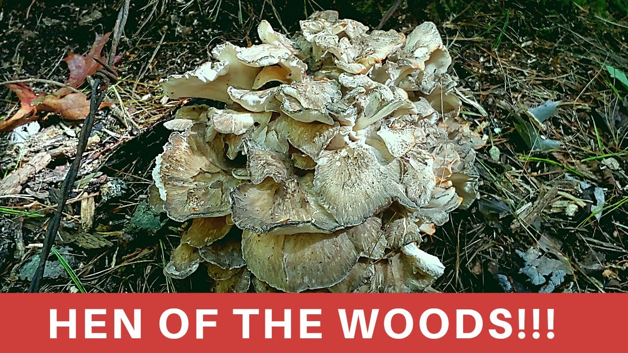 Hen of the Woods: How to find and identify! (Maitake/Sheep's Head/ Rams Head)