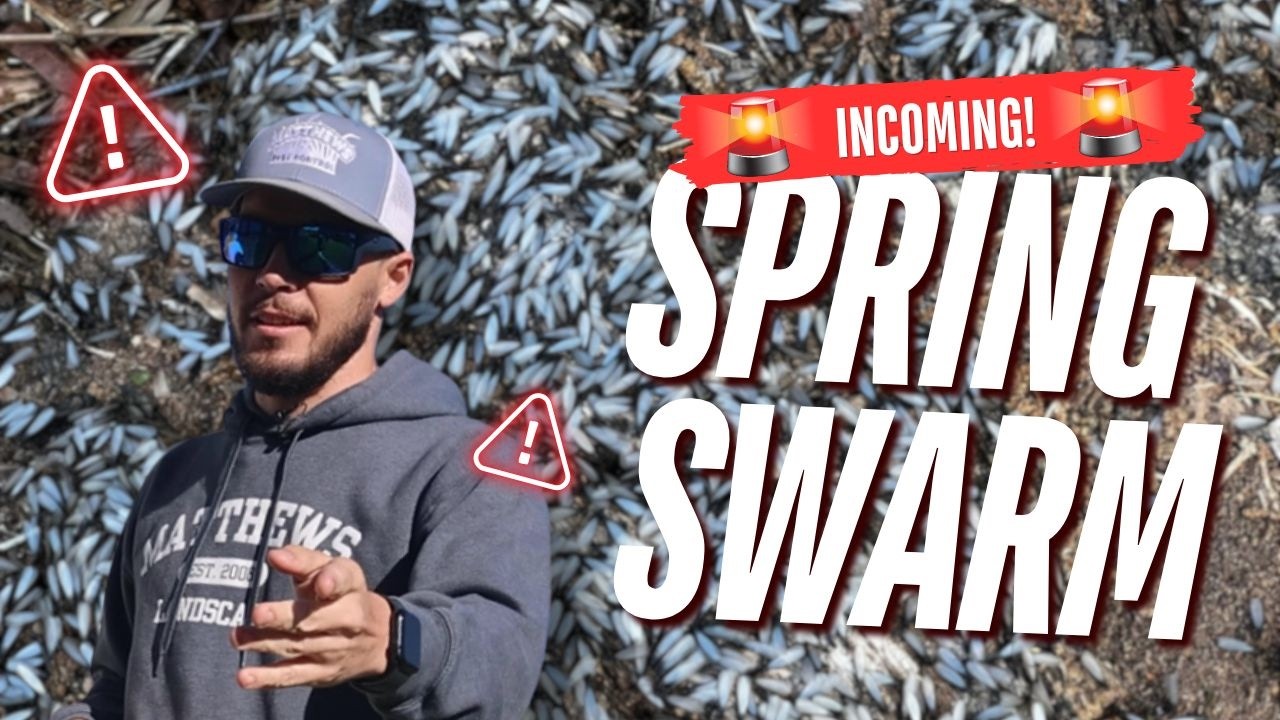 Incoming: Spring Termite Swarm #pestcontrol