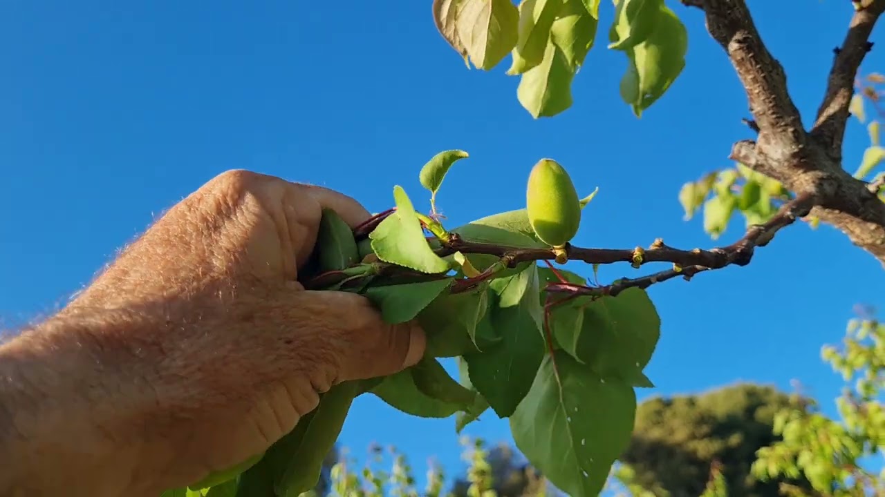 il diradamento dei frutti nell'albicocco. L' errore più grave!