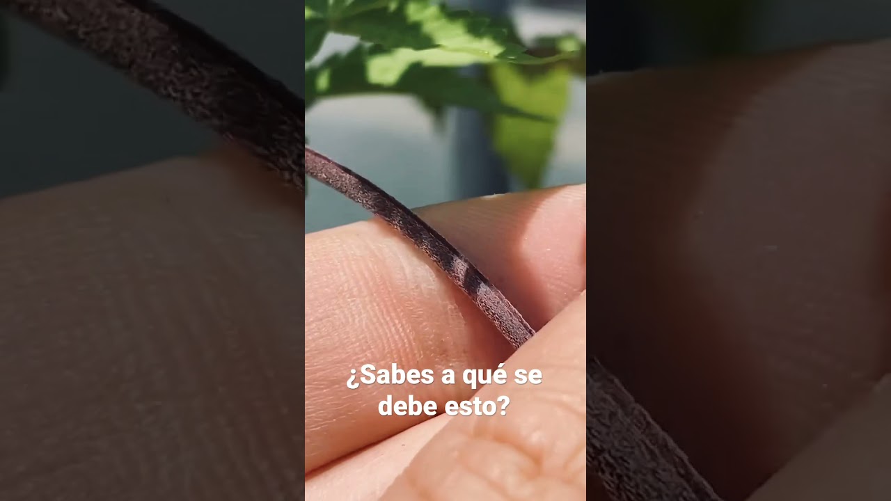 &iquest;Por qu&eacute; algunos tallos del cannabis son morados?