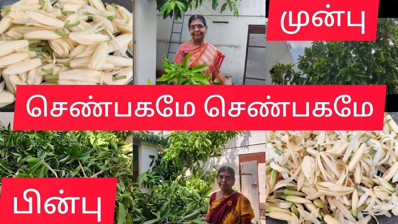 செண்பகப்பூ | நீங்கள் விரும்பிக்கேட்ட செண்பகமரமும் பூத்துக்குலுங்கும் செண்பகபூக்களும் எங்கள்வீட்டில்
