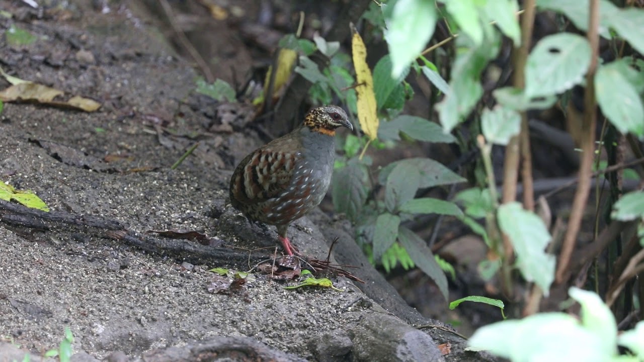 Rufous throated Partridge Arborophila rufogularis euroa, Baihualing NR, Yunnan CN, 20180505 113