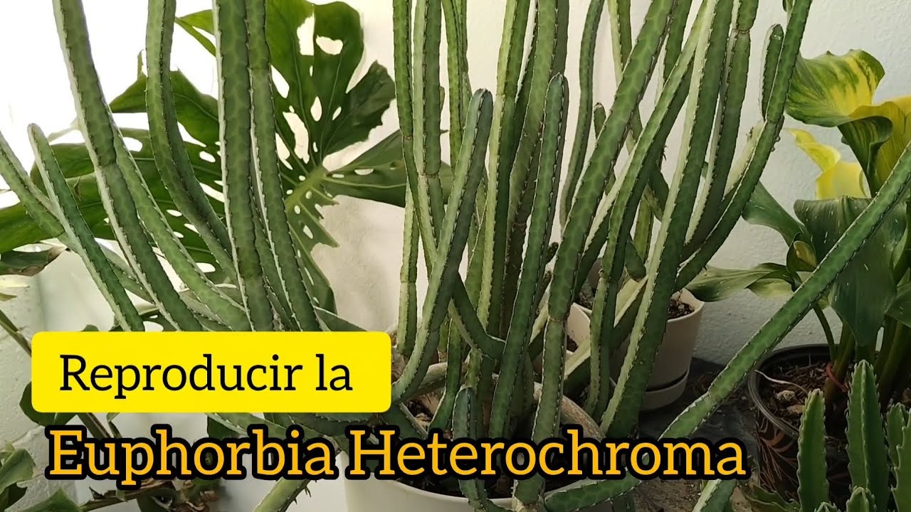 Euphorbia Heterochroma