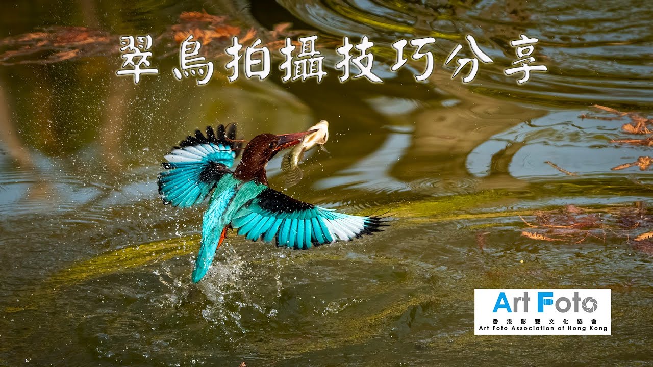 【攝影教學 #79】翠鳥拍攝技巧分享 (Sony A6600, FE200-600mm)  (CC 中文字幕) - Alex Fung FRPS, GMPSA, EFIAP/p
